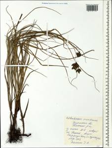 Bolboschoenus maritimus (L.) Palla, Eastern Europe, Central region (E4) (Russia)