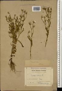 Senecio viscosus L., Caucasus, Armenia (K5) (Armenia)
