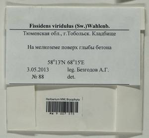 Fissidens viridulus (Sw.) Wahlenb., Bryophytes, Bryophytes - Western Siberia (including Altai) (B15) (Russia)