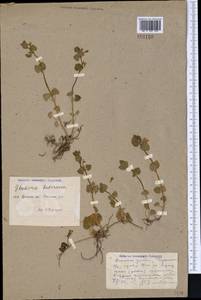 Glechoma hederacea L., Middle Asia, Caspian Ustyurt & Northern Aralia (M8) (Kazakhstan)