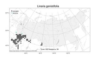 Linaria genistifolia (L.) Mill., Atlas of the Russian Flora (FLORUS) (Russia)