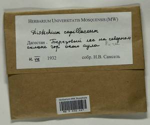 Distichium capillaceum (Hedw.) Bruch & Schimp., Bryophytes, Bryophytes - North Caucasus & Ciscaucasia (B12) (Russia)