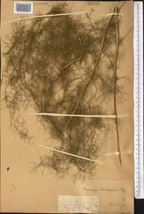 Asparagus neglectus Kar. & Kir., Middle Asia, Dzungarian Alatau & Tarbagatai (M5) (Kazakhstan)