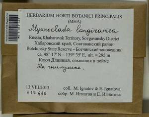 Myuroclada longiramea (Müll. Hal.) Min Li, Y.F. Wang, Ignatov & Huttunen, Bryophytes, Bryophytes - Russian Far East (excl. Chukotka & Kamchatka) (B20) (Russia)