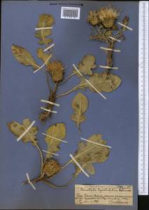Klasea lyratifolia (Schrenk) L. Martins, Middle Asia, Western Tian Shan & Karatau (M3) (Kazakhstan)
