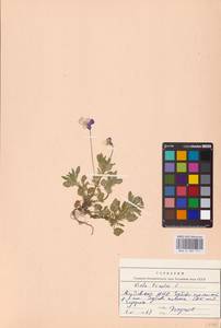 Viola tricolor L., Eastern Europe, Middle Volga region (E8) (Russia)