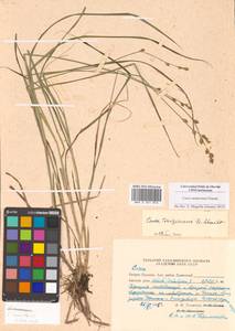 Carex nemurensis Franch., Siberia, Russian Far East (S6) (Russia)