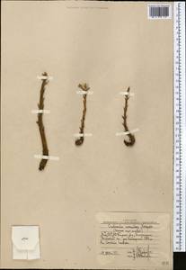 Orobanche amoena C.A. Mey., Middle Asia, Western Tian Shan & Karatau (M3) (Uzbekistan)