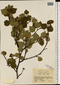 Betula pubescens var. pubescens, Eastern Europe, Northern region (E1) (Russia)