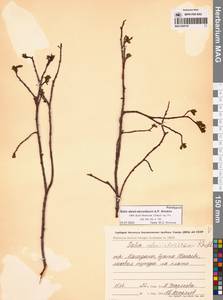 Salix alexii-skvortzovii A.P.Khokhr., Siberia, Chukotka & Kamchatka (S7) (Russia)