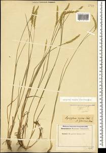 Agropyron fragile (Roth) P.Candargy, Caucasus, Stavropol Krai, Karachay-Cherkessia & Kabardino-Balkaria (K1b) (Russia)
