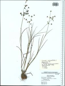 Juncus articulatus L., Eastern Europe, Central region (E4) (Russia)