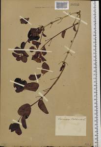 Lonicera tatarica L., Siberia, Western Siberia (S1) (Russia)
