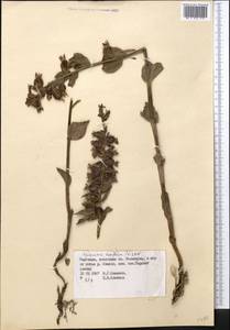 Epipactis helleborine (L.) Crantz, Middle Asia, Northern & Central Tian Shan (M4) (Kyrgyzstan)