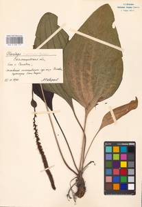 Plantago cornuti Gouan, Eastern Europe, Lower Volga region (E9) (Russia)