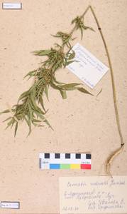 Cannabis sativa var. ruderalis (Janisch.) S. Z. Liou, Siberia, Central Siberia (S3) (Russia)