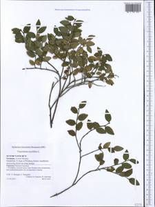 Vaccinium myrtillus L., Western Europe (EUR) (Germany)