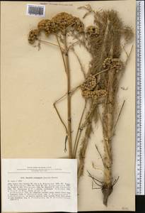 Handelia trichophylla (Schrenk ex Fisch. & C. A. Mey.) Heimerl, Middle Asia, Syr-Darian deserts & Kyzylkum (M7) (Uzbekistan)