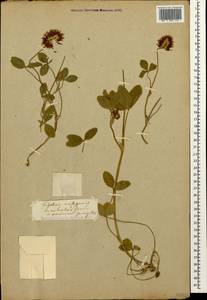 Trifolium ambiguum M.Bieb., Caucasus (no precise locality) (K0)