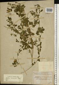 Lotus corniculatus L., Middle Asia, Caspian Ustyurt & Northern Aralia (M8) (Kazakhstan)