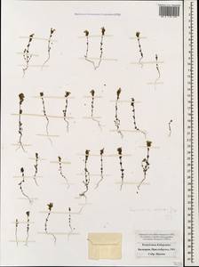 Euphrasia ossica Juz. ex Ganesch., Caucasus, Stavropol Krai, Karachay-Cherkessia & Kabardino-Balkaria (K1b) (Russia)