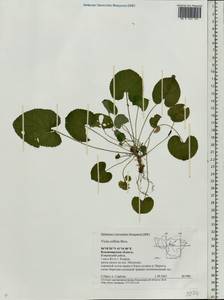 Viola collina Besser, Eastern Europe, Central region (E4) (Russia)