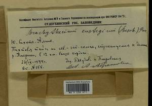 Eurhynchiadelphus eustegia (Besch.) Ignatov & Huttunen, Bryophytes, Bryophytes - Russian Far East (excl. Chukotka & Kamchatka) (B20) (Russia)