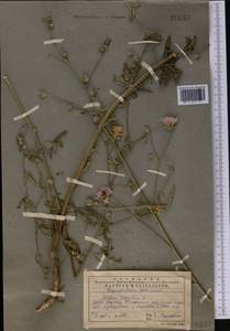 Althaea cannabina L., Middle Asia, Western Tian Shan & Karatau (M3) (Kazakhstan)