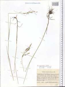 Poa pratensis subsp. pratensis, Siberia, Russian Far East (S6) (Russia)