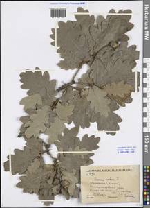 Quercus robur L., Eastern Europe, Central forest-and-steppe region (E6) (Russia)
