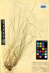 Schizachne purpurascens subsp. callosa (Turcz. ex Griseb.) T.Koyama & Kawano, Siberia, Baikal & Transbaikal region (S4) (Russia)