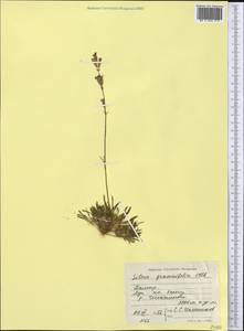 Silene graminifolia Otth, Middle Asia, Pamir & Pamiro-Alai (M2) (Tajikistan)