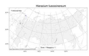 Hieracium fuscocinereum Norrl., Atlas of the Russian Flora (FLORUS) (Russia)