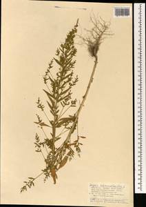 Axyris amaranthoides L., Mongolia (MONG) (Mongolia)