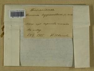 Funaria hygrometrica Hedw., Bryophytes, Bryophytes - Moscow City & Moscow Oblast (B6a) (Russia)