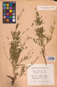 Silene sibirica (L.) Pers., Eastern Europe, Eastern region (E10) (Russia)