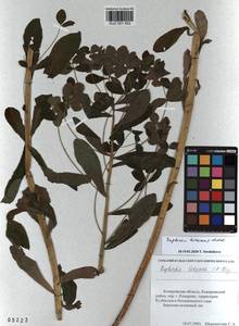 KUZ 001 552, Euphorbia pilosa L., Siberia, Altai & Sayany Mountains (S2) (Russia)