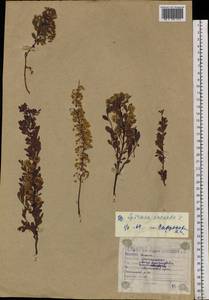 Spiraea crenata L., Siberia, Altai & Sayany Mountains (S2) (Russia)
