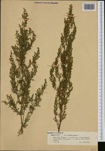 Artemisia annua L., Western Europe (EUR) (Poland)