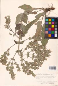 MHA 0 156 113, Salvia aethiopis L., Eastern Europe, Lower Volga region (E9) (Russia)