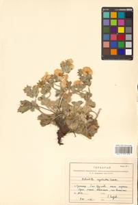 Potentilla megalantha Takeda, Siberia, Russian Far East (S6) (Russia)