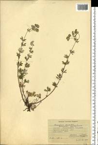 Potentilla argentea L., Eastern Europe, South Ukrainian region (E12) (Ukraine)