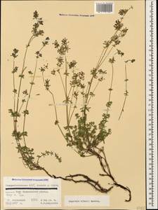 Asperula prostrata (Adams) K.Koch, Caucasus, North Ossetia, Ingushetia & Chechnya (K1c) (Russia)