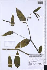 Disporum cantoniense (Lour.) Merr., South Asia, South Asia (Asia outside ex-Soviet states and Mongolia) (ASIA) (Vietnam)