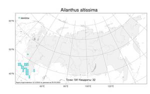 Ailanthus altissima (Mill.) Swingle, Atlas of the Russian Flora (FLORUS) (Russia)