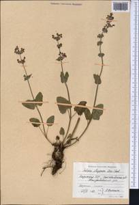 Salvia dumetorum Andrz. ex Besser, Middle Asia, Northern & Central Kazakhstan (M10) (Kazakhstan)