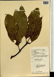 Magnolia liliifera (L.) Baill., South Asia, South Asia (Asia outside ex-Soviet states and Mongolia) (ASIA) (Malaysia)