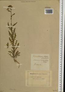 Rorippa barbareifolia (DC.) Kitag., Siberia, Baikal & Transbaikal region (S4) (Russia)