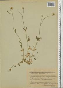 Cerastium alpinum L., Eastern Europe, Northern region (E1) (Russia)