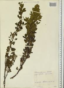 Chamaecytisus ruthenicus (Fisch. ex Wol.) Klásk., Eastern Europe, Eastern region (E10) (Russia)